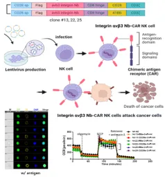 αvβ3 integrin sdAb CAR-T/NK 세포치료제 개발 및 항암 유효성 평가