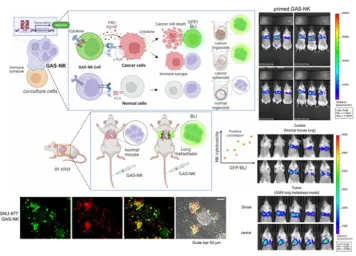 2D/3D 오가노이드, 종양 동물모델을 활용한 NK-치료 비침습 모니터링·효능평가