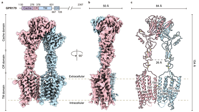Cryo-EM structure of human GPR179